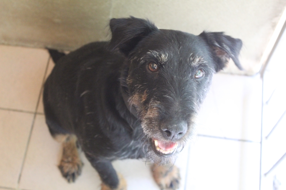 Animal à l'adoption