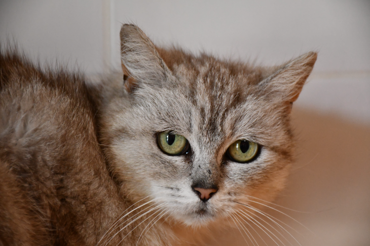 Animal à l'adoption