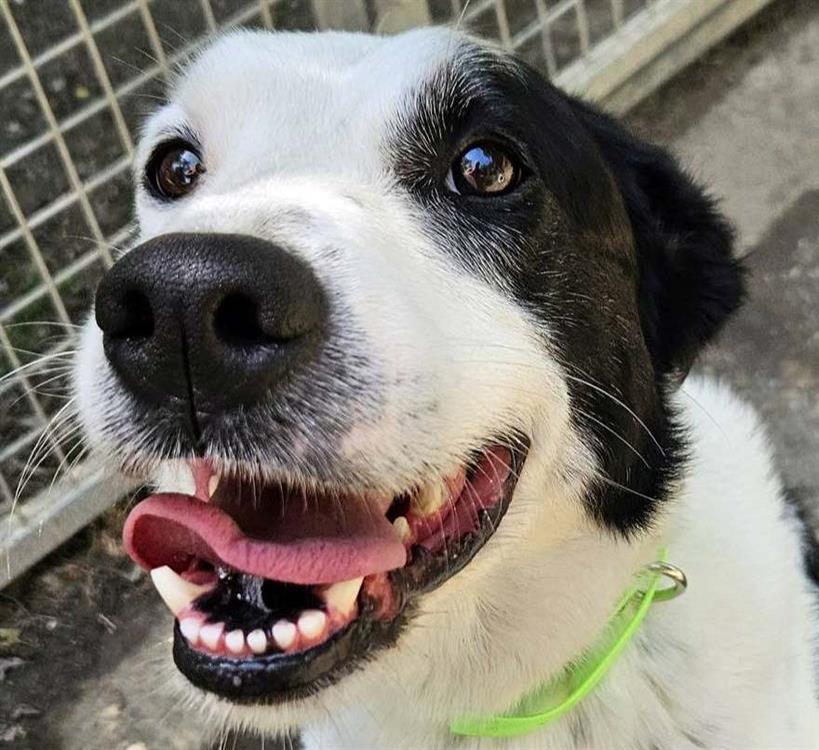 Animal à l'adoption