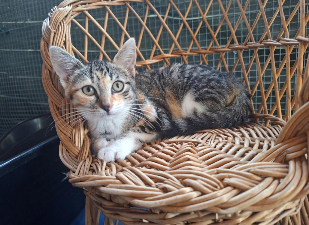 Animal à l'adoption