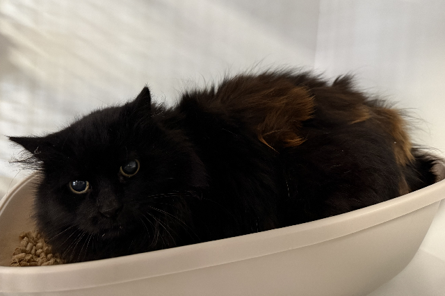 Animal à l'adoption