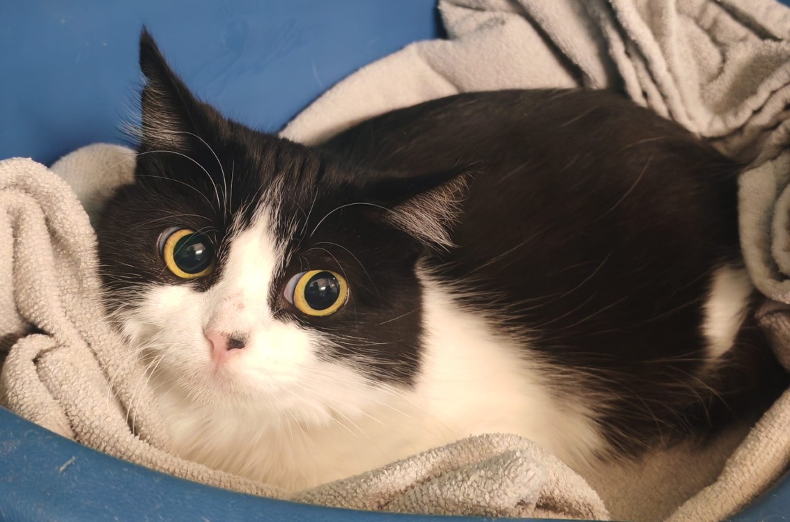 Animal à l'adoption