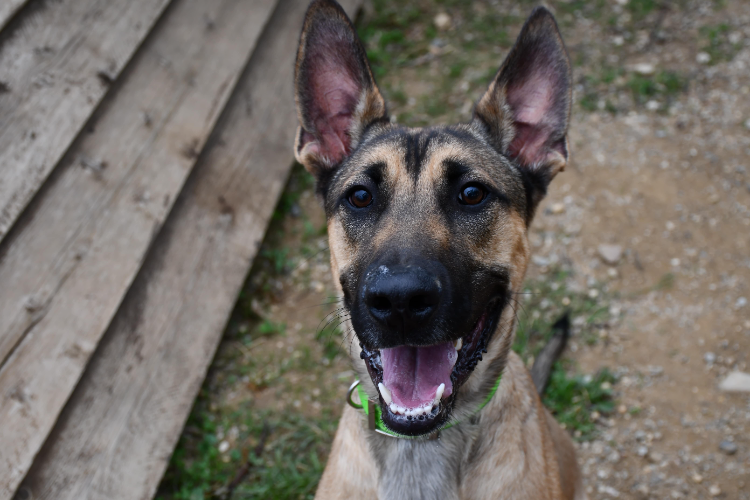 Animal à l'adoption