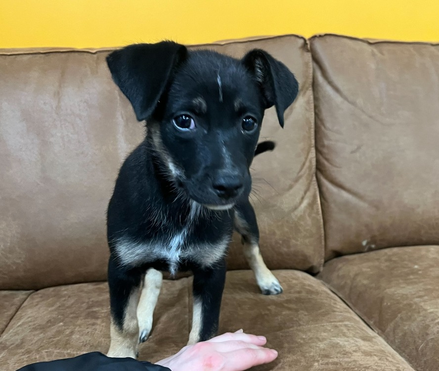 Animal à l'adoption