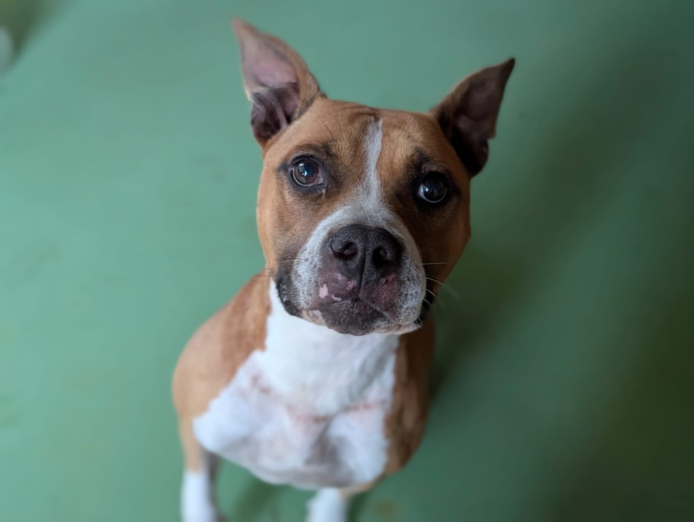 Animal à l'adoption