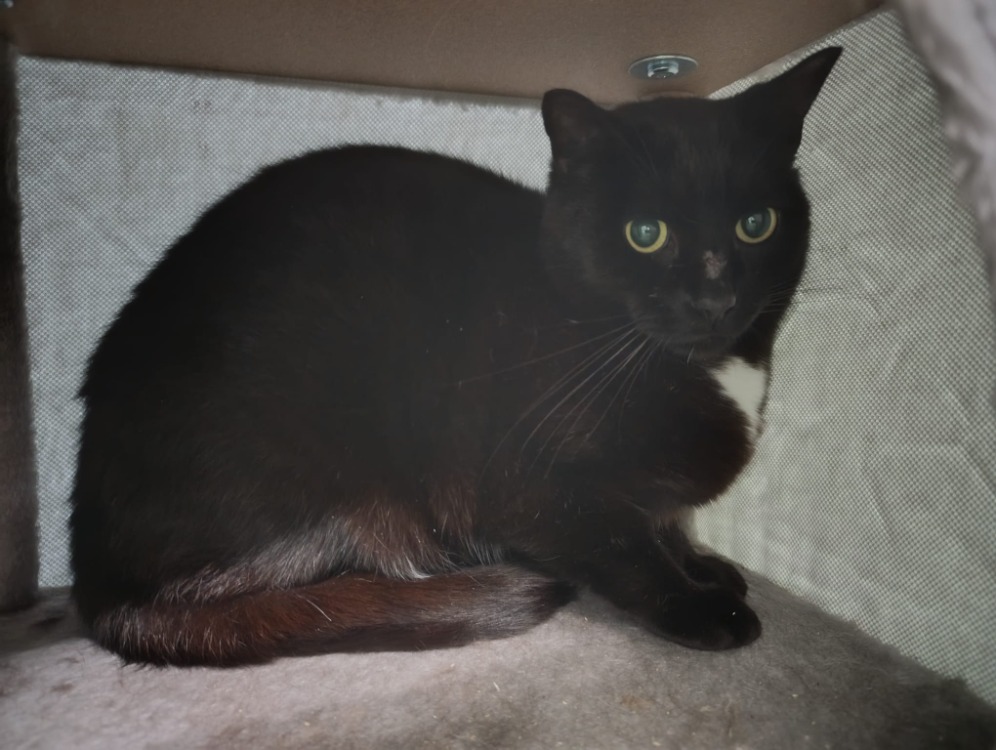 Animal à l'adoption