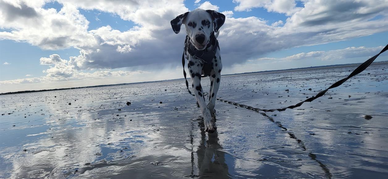 Photo de Pongo