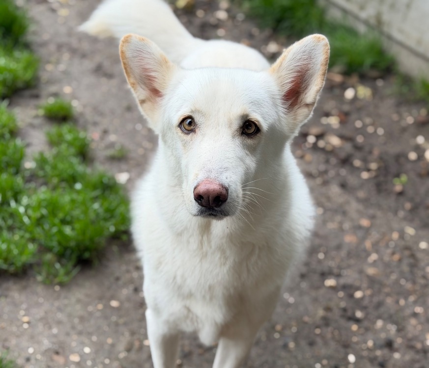 Animal à l'adoption
