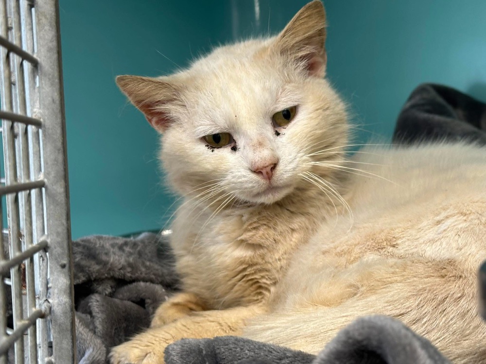 Animal à l'adoption