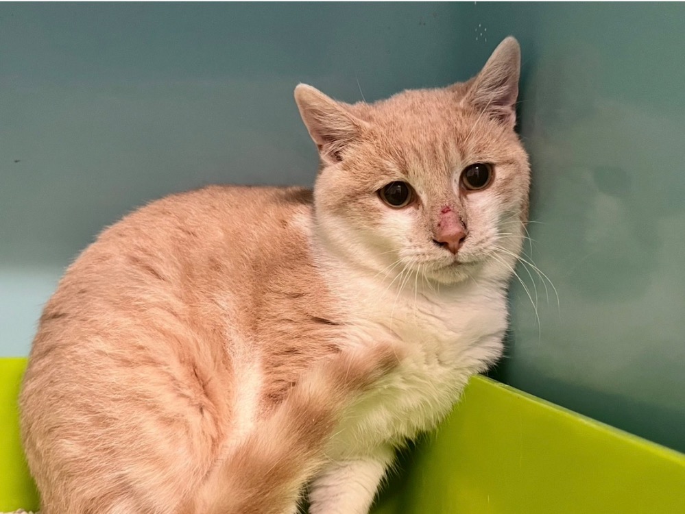 Animal à l'adoption