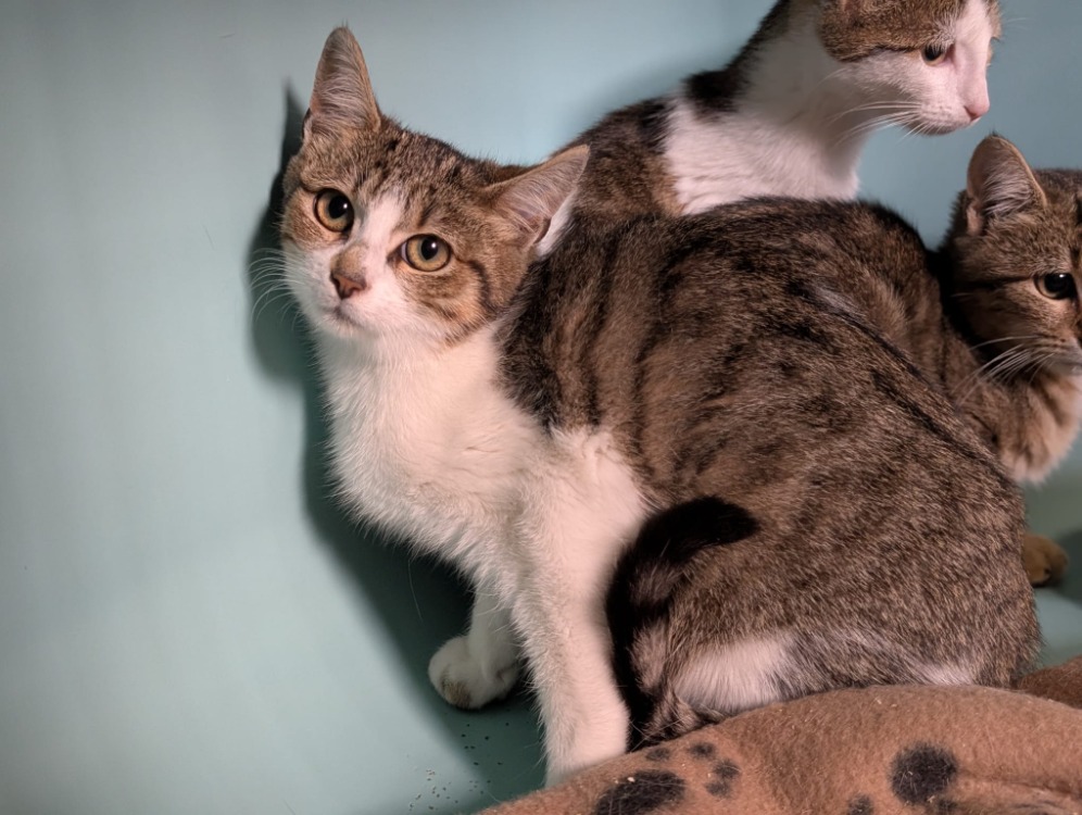 Animal à l'adoption