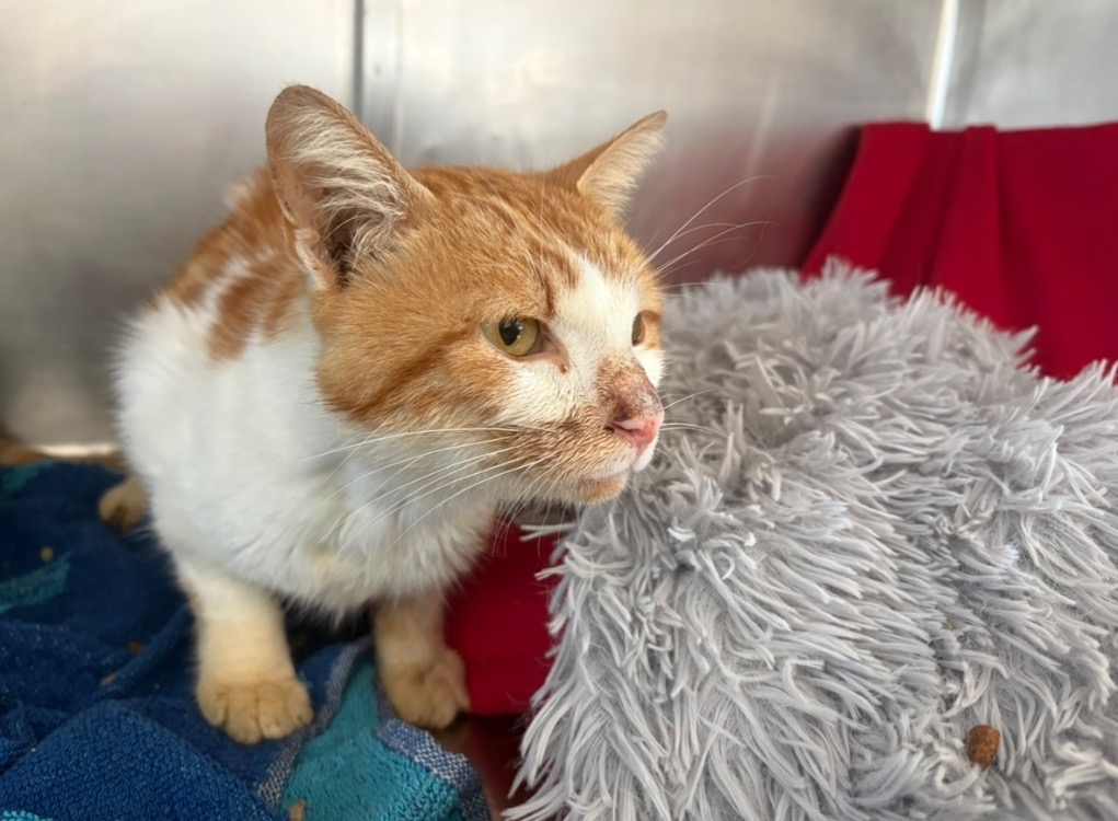 Animal à l'adoption