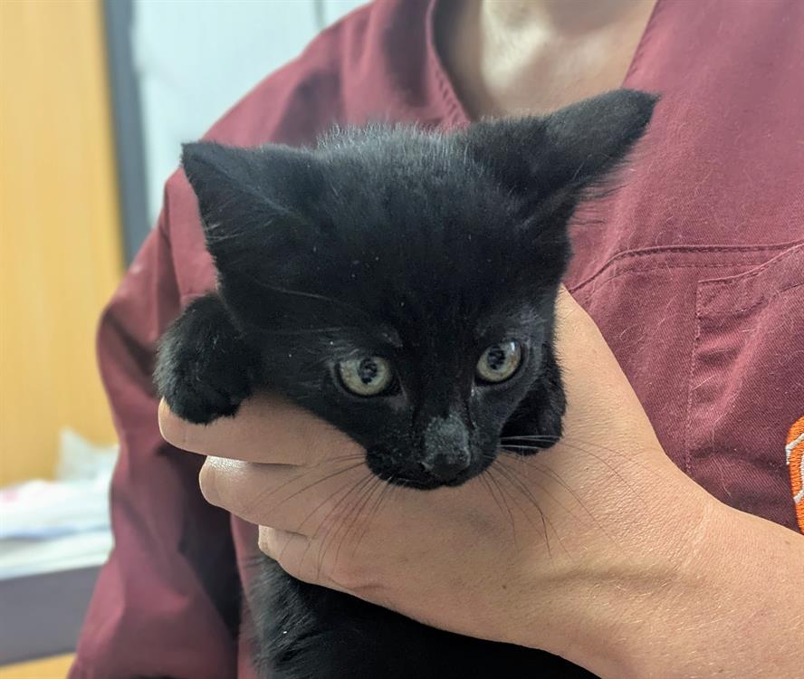 Animal à l'adoption