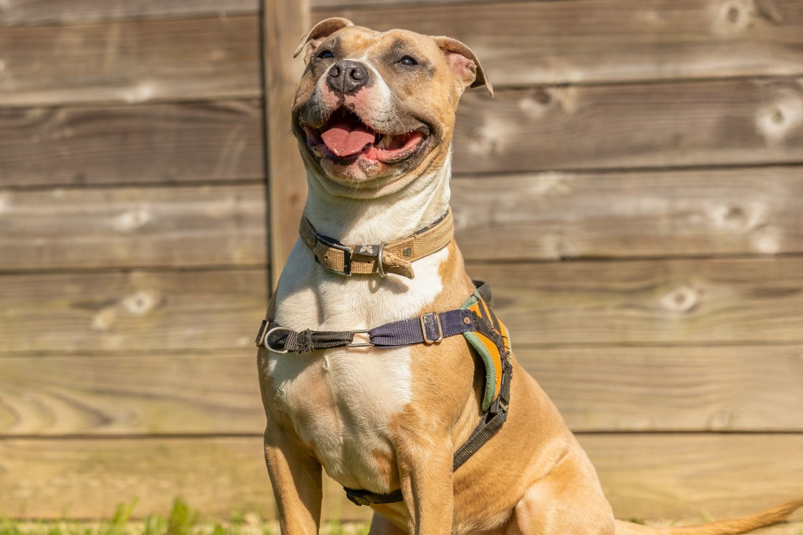 Animal à l'adoption