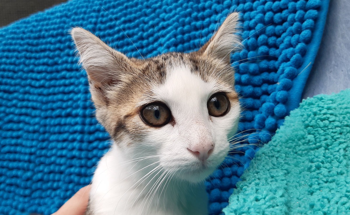Animal à l'adoption