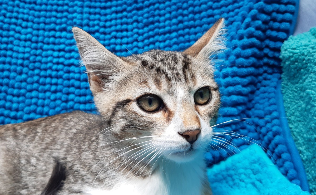Animal à l'adoption