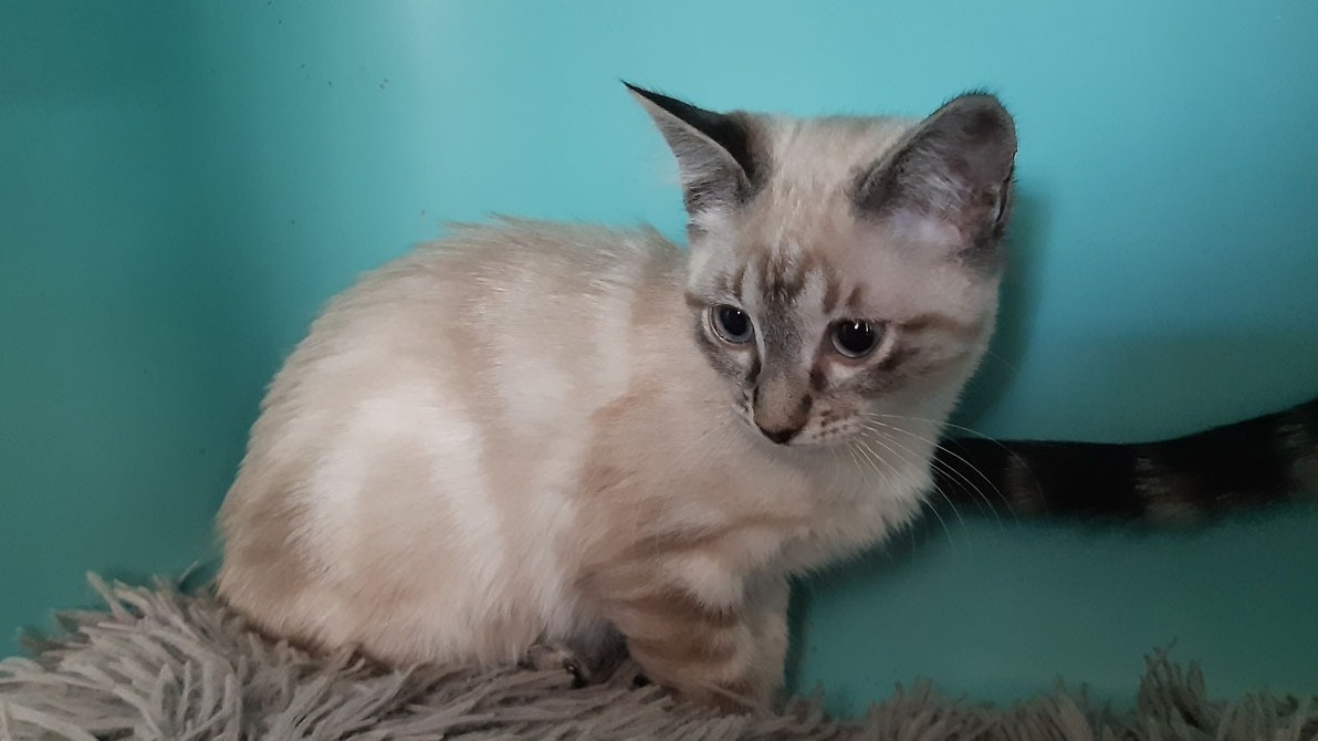 Animal à l'adoption