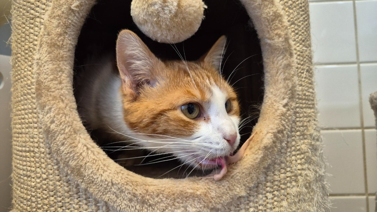 Animal à l'adoption