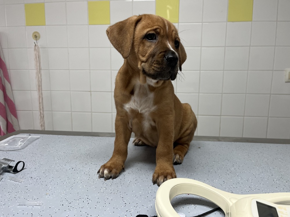 Animal à l'adoption