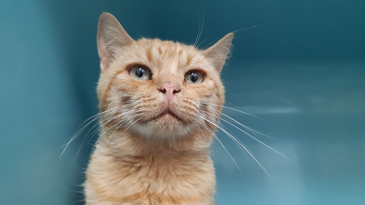 Animal à l'adoption