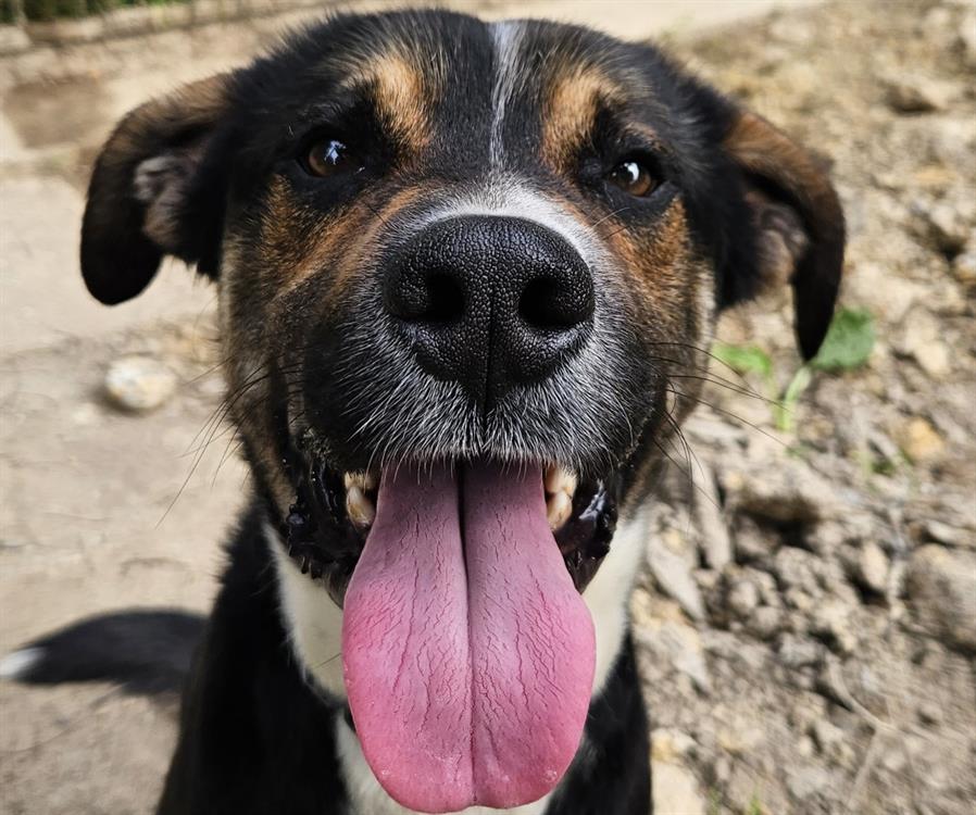 Animal à l'adoption