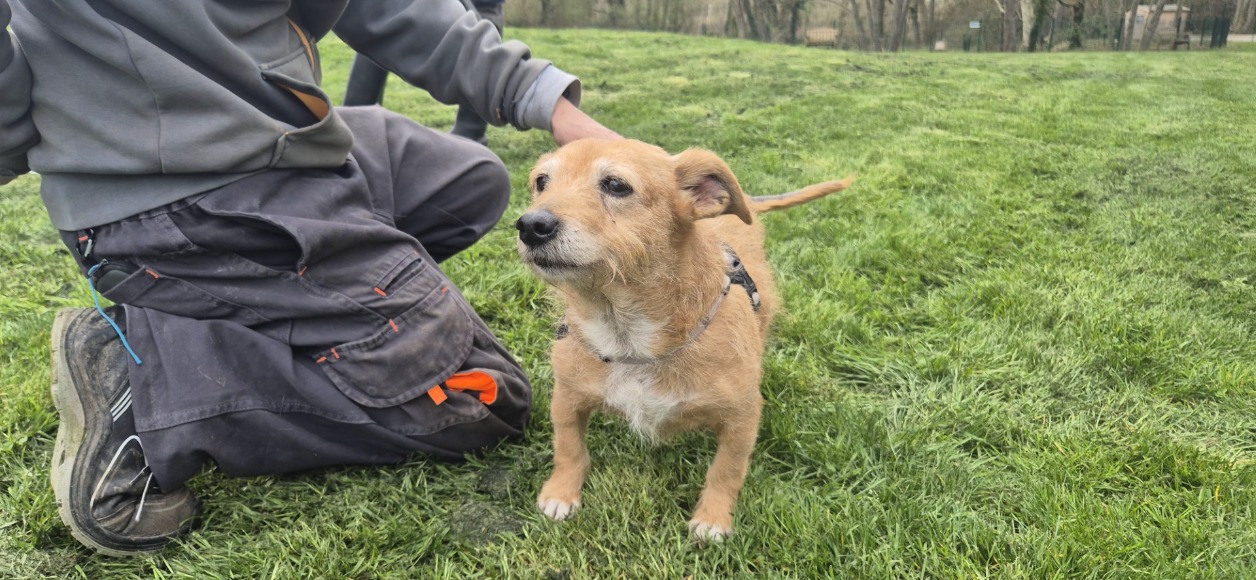 Animal à l'adoption
