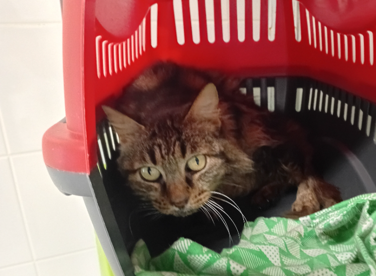 Animal à l'adoption