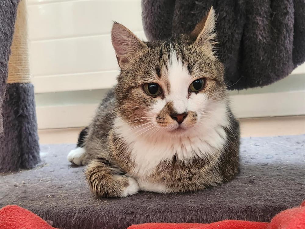 Animal à l'adoption