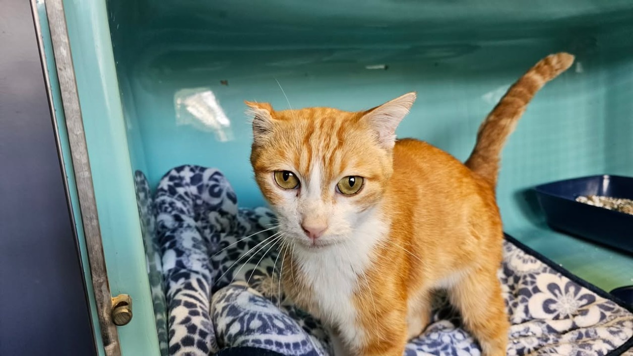 Animal à l'adoption