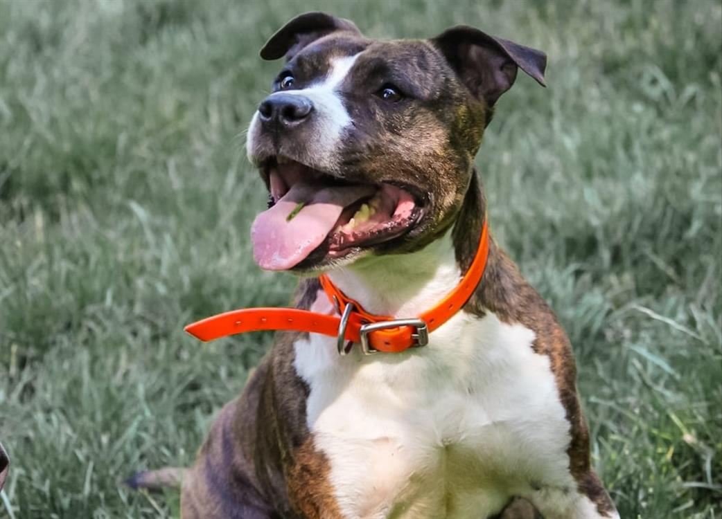 Animal à l'adoption