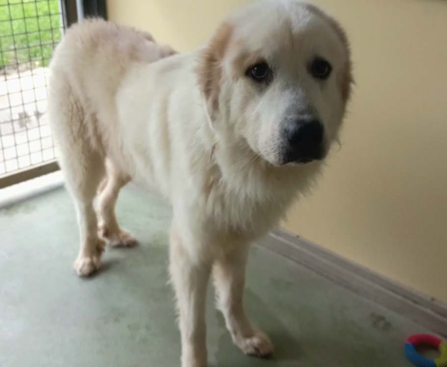 Animal à l'adoption