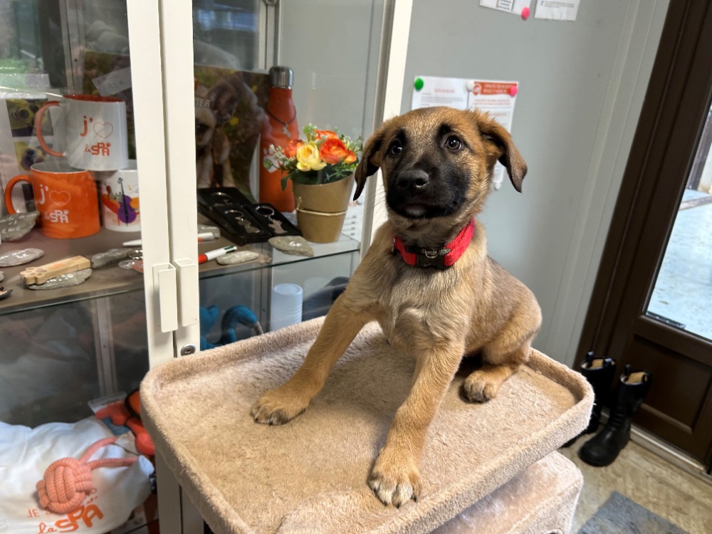 Animal à l'adoption