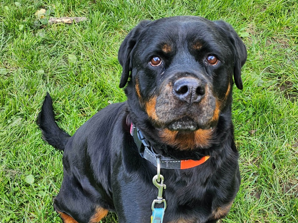 Animal à l'adoption