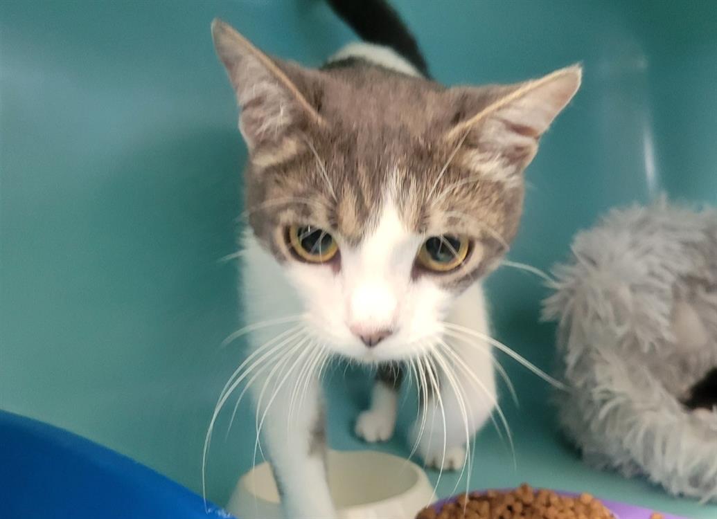 Animal à l'adoption