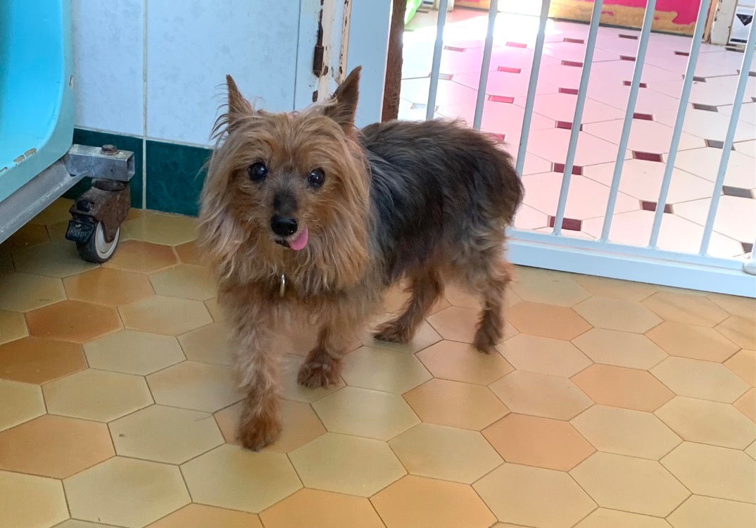 Animal à l'adoption