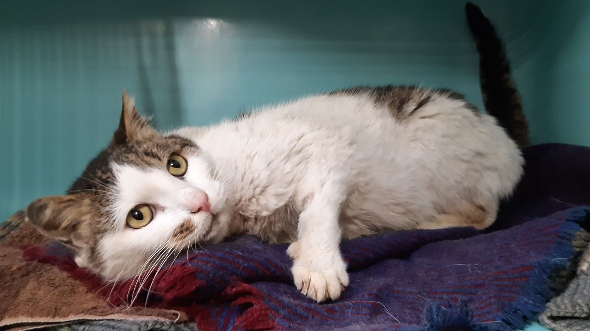 Animal à l'adoption
