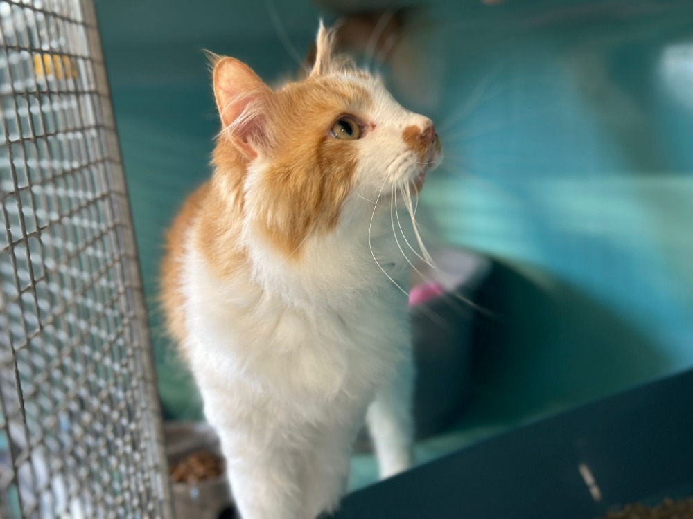 Animal à l'adoption