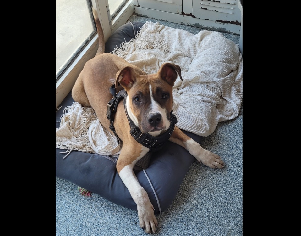 Animal à l'adoption