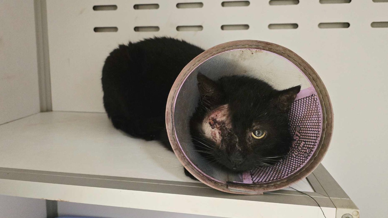 Animal à l'adoption