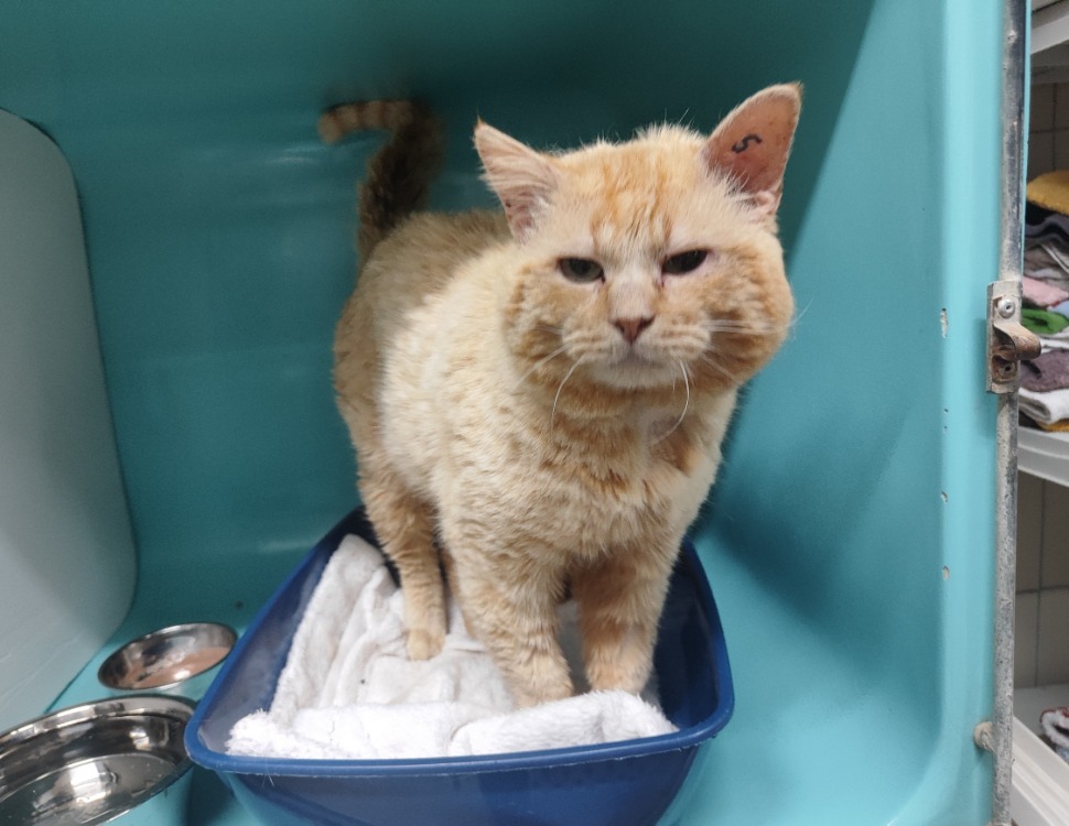 Animal à l'adoption
