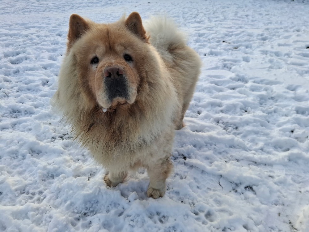 Pumba