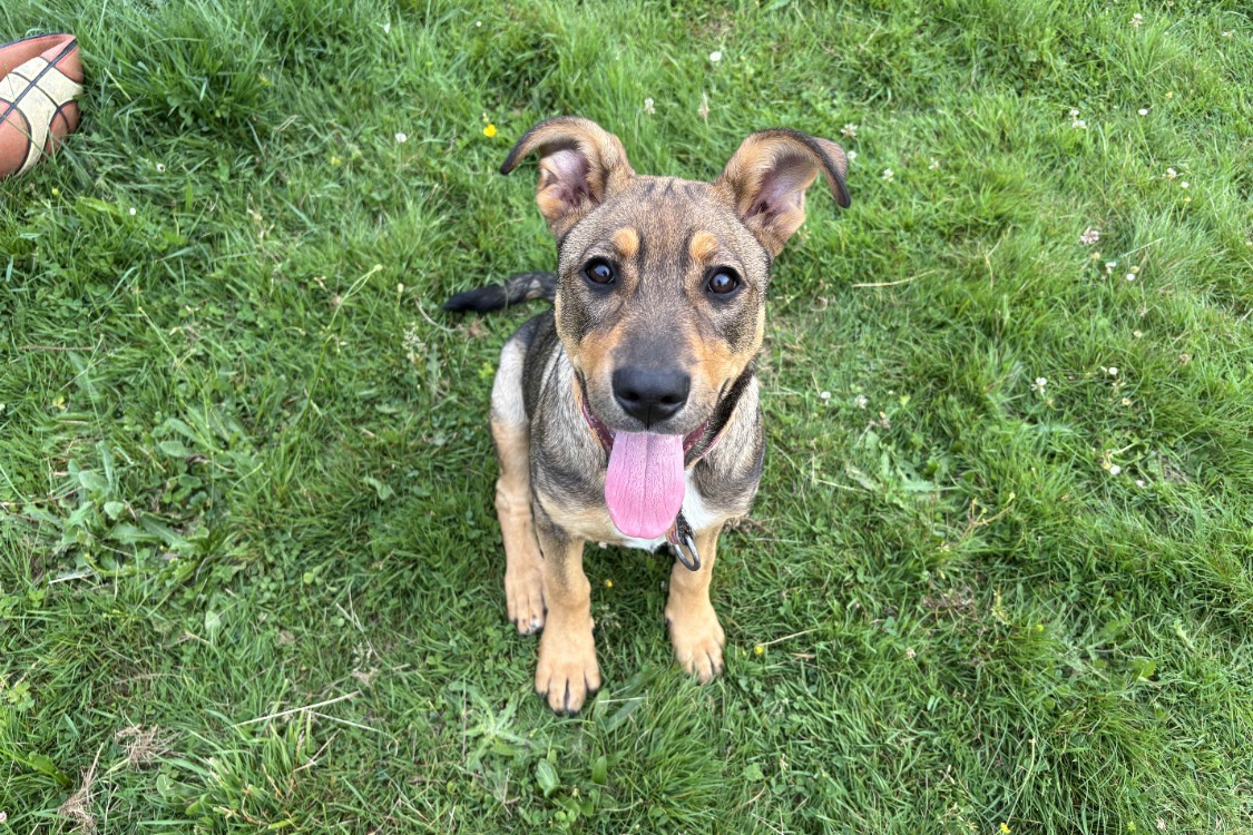 Animal à l'adoption