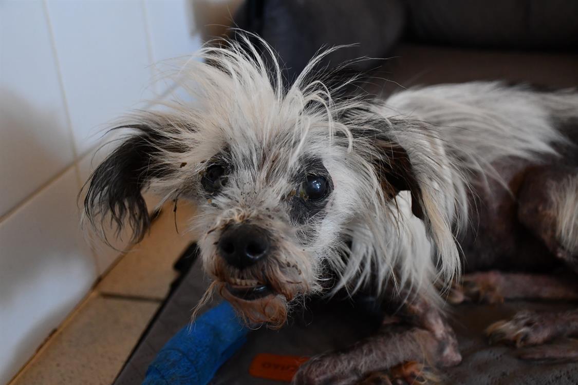 Photo de Punky