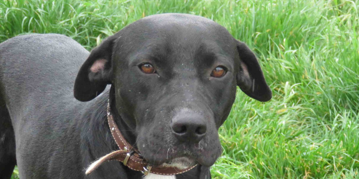 Animal à l'adoption