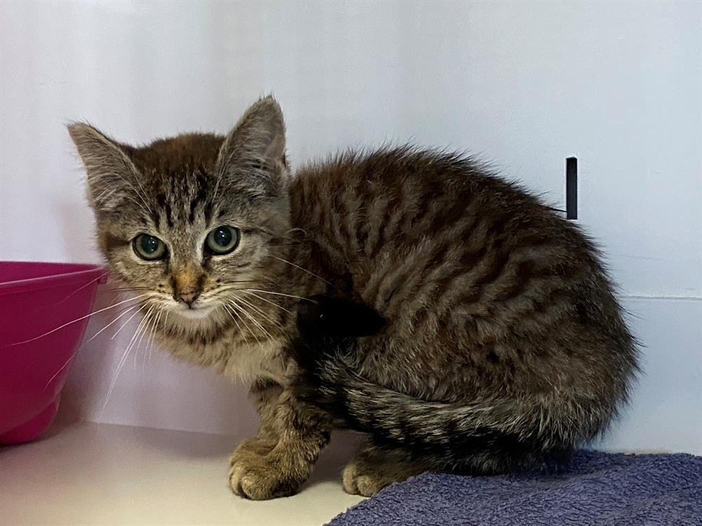 Animal à l'adoption