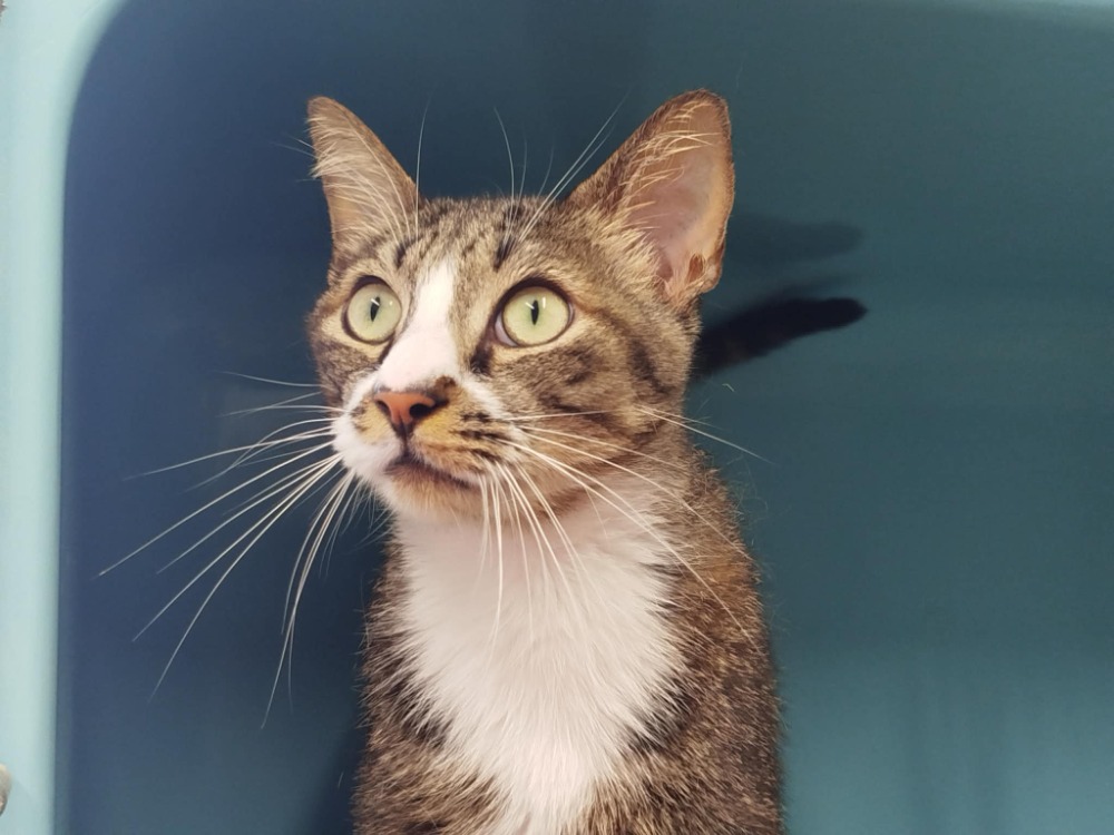 Animal à l'adoption