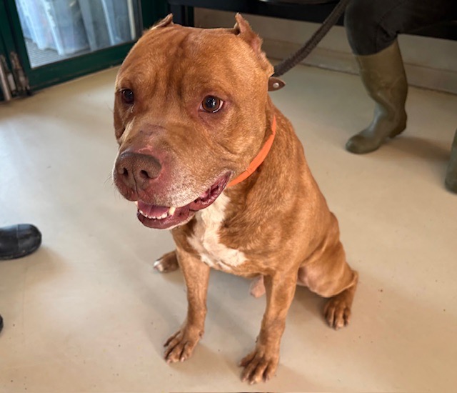 Animal à l'adoption
