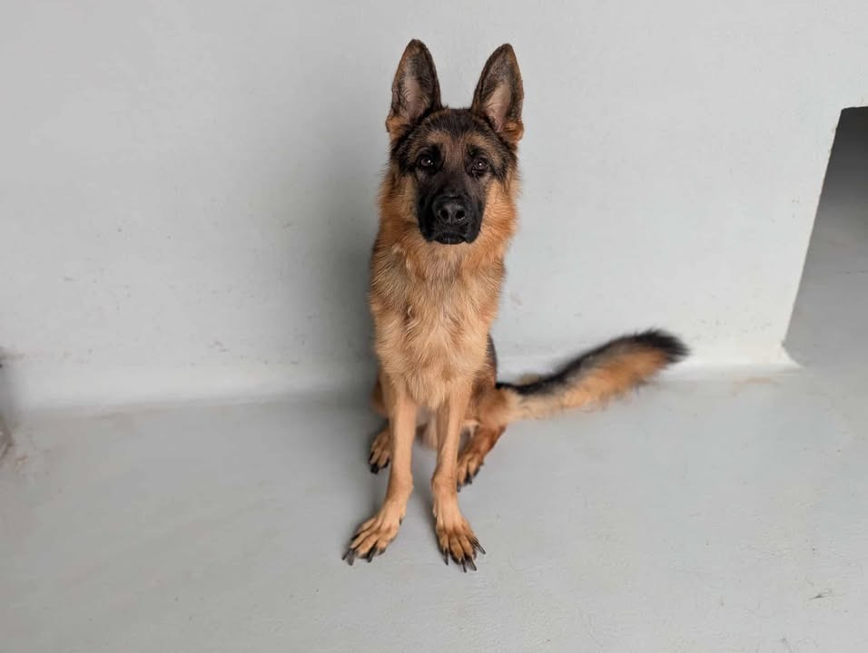 Animal à l'adoption