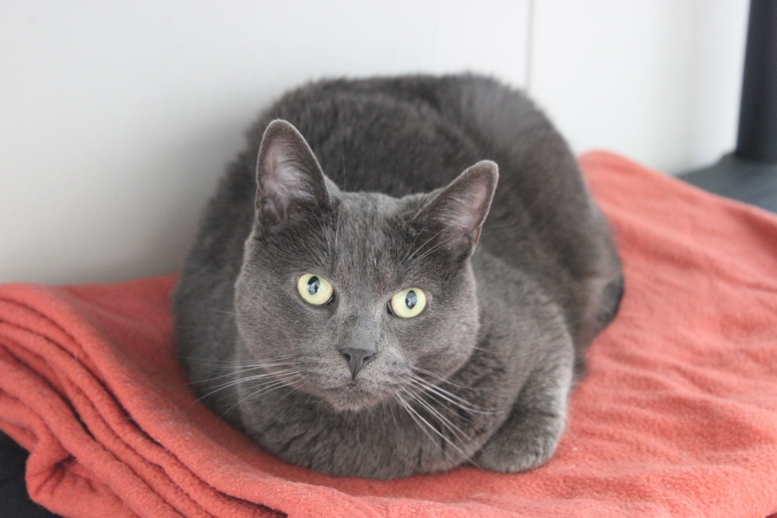 Animal à l'adoption