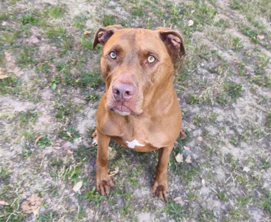 Animal à l'adoption
